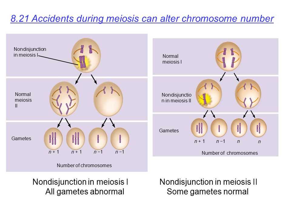 Meiosis 1 and Meiosis 2 Worksheet and Meiosis Ch 8 Cells for Ual Reproduction Meiosis for Ual