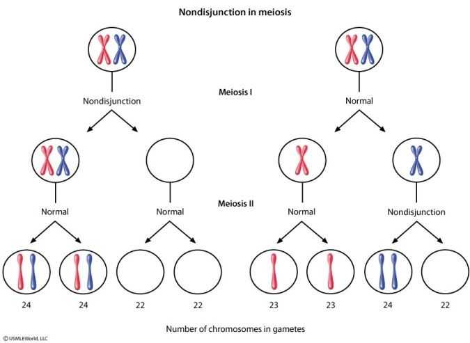 Meiosis 1 and Meiosis 2 Worksheet as Well as 283 Best Genetics & Genomics Images On Pinterest