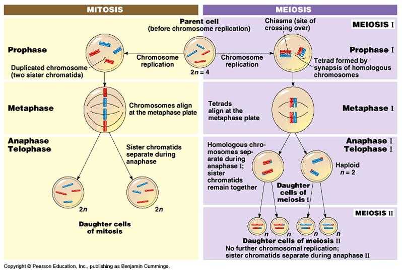 Meiosis 1 and Meiosis 2 Worksheet or Chapter 10 Meiosis