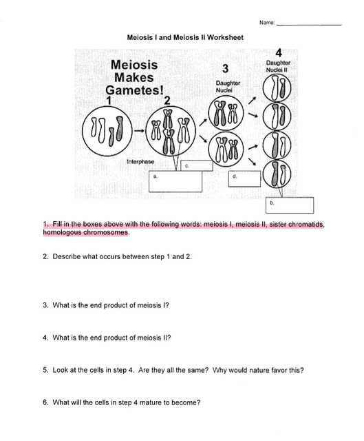Meiosis 1 and Meiosis 2 Worksheet with Biology Archive May 15 2017
