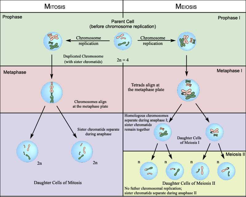 Meiosis 1 and Meiosis 2 Worksheet with Meiosis Matching Worksheet Answers Awesome Mitosis Vs Meiosis Venn