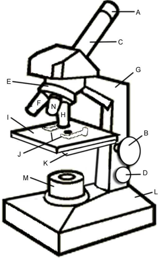 Microscope Labeling Worksheet and Intro to Parts Of A Microscope Has Great Questions