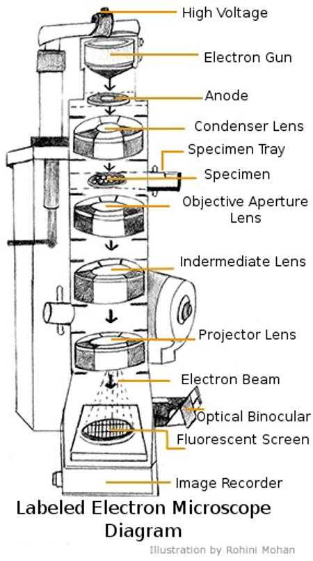 Microscope Labeling Worksheet or A Study Of the Microscope and Its Functions with A Labeled Diagram