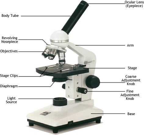 Microscope Labeling Worksheet together with How to Use the Microscope How to Make A Wet Mount Drawing