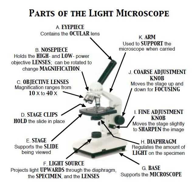 Microscope Parts and Use Worksheet as Well as 21 Best Pound Light Microscope Images On Pinterest