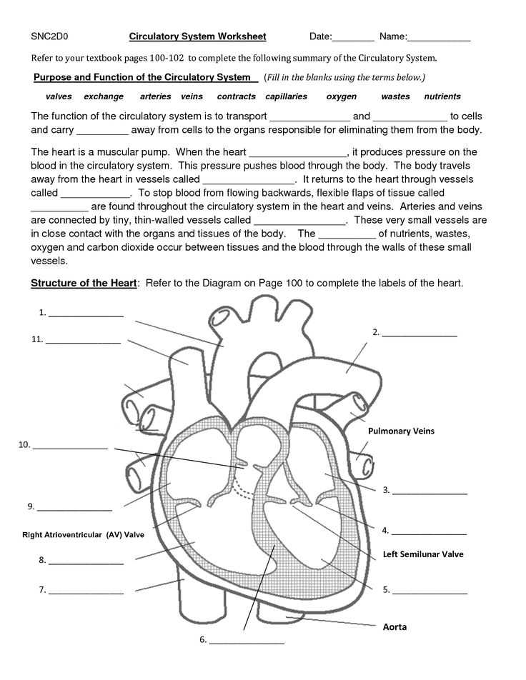 Middle School Science Worksheets Also 12 Best Circulatory System Images On Pinterest