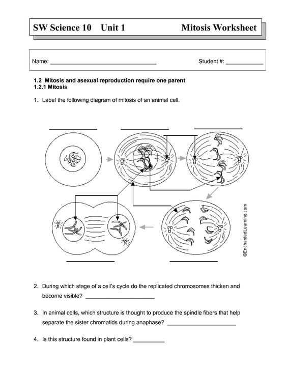Mitosis Worksheet Answers Along with Cell Division Worksheets Animal Cell Cycle Best Biologie