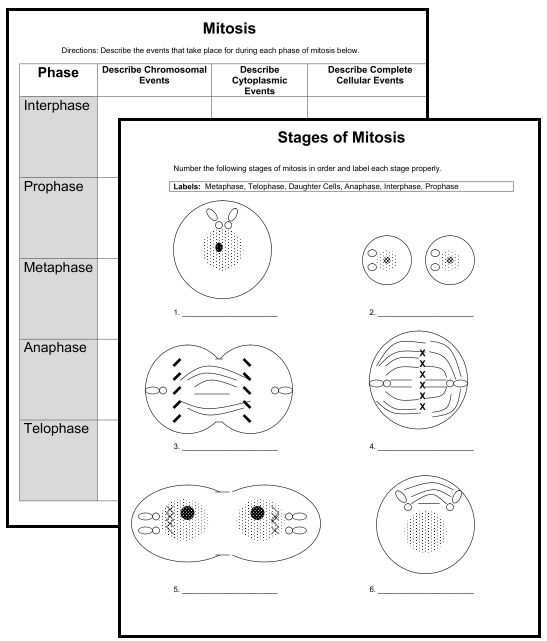 Mitosis Worksheet Answers Along with Cells Alive Mitosis Worksheet Wallpapers 47 New Mitosis Worksheet