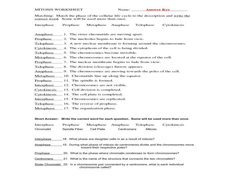 Mitosis Worksheet Answers or Lovely Mitosis Worksheet Lovely Process Parade Lesson Plans the