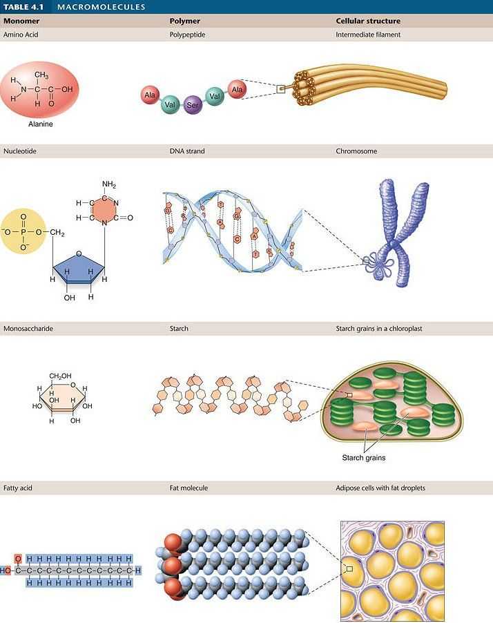 Molecules Of Life Worksheet together with Worksheets 44 Best Macromolecules Worksheet Hd Wallpaper