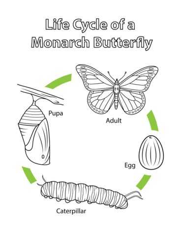Monarch butterfly Worksheets Along with 20 Best Ø¯ÙØ±Ø§Øª Ø§ÙØ­ÙØ§Ø© Images On Pinterest