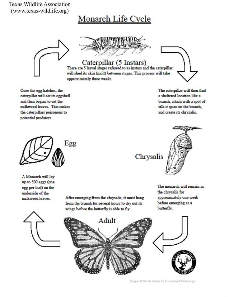 Monarch butterfly Worksheets Also 16 Best Activities & Lessons Images On Pinterest