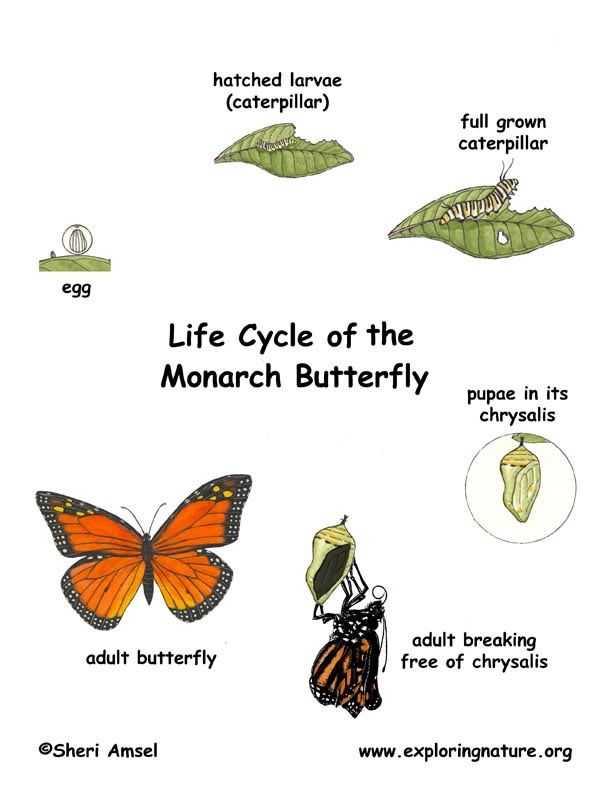 Monarch butterfly Worksheets Also 96 Best Monarch theme Gift Ideas Images On Pinterest
