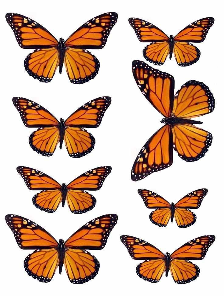 Monarch butterfly Worksheets and 173 Best Vlinders Images On Pinterest