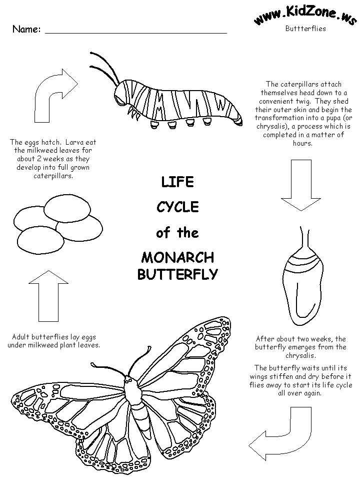 Monarch butterfly Worksheets as Well as 38 Best butterflies Insects Images On Pinterest