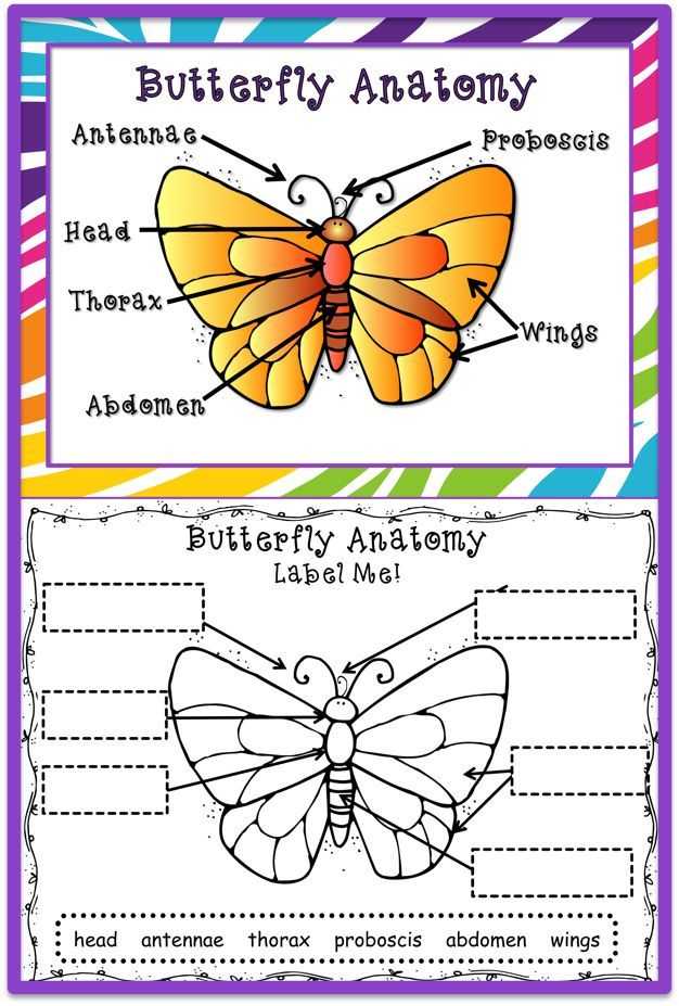 Monarch butterfly Worksheets as Well as butterfly Life Cycle
