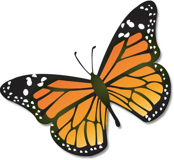 Monarch butterfly Worksheets as Well as Monarch butterfly Usgs Primary Pinterest