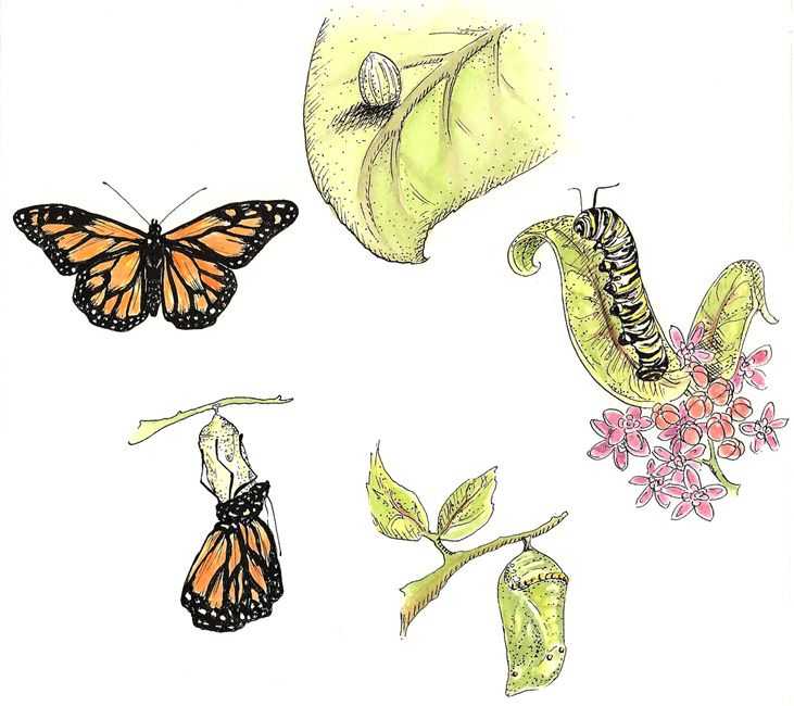Monarch butterfly Worksheets together with 57 Best Monarch butterflies Images On Pinterest