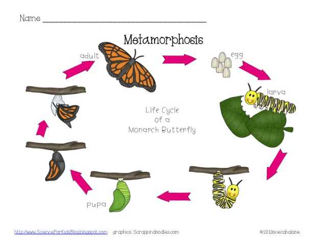 Monarch butterfly Worksheets together with Metamorphosis Worksheet In Color or Bw From Scienceforkidsblog