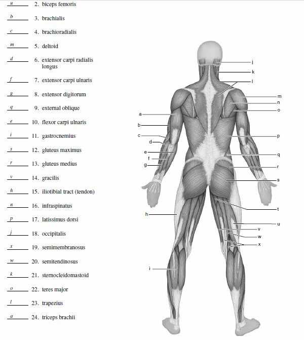Muscular System Worksheet Along with 25 Best Muscle Blank Images On Pinterest