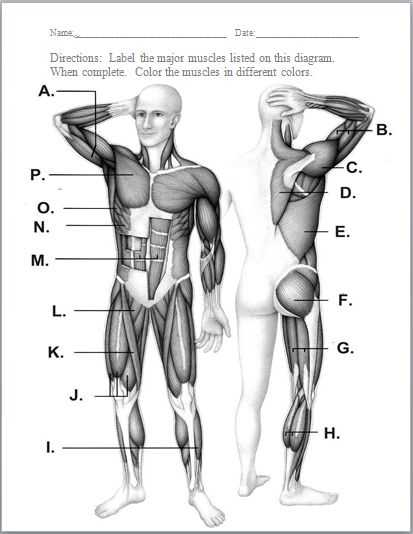 Muscular System Worksheet Along with A Child S Muscle Strength is Tested During A Physical Exam