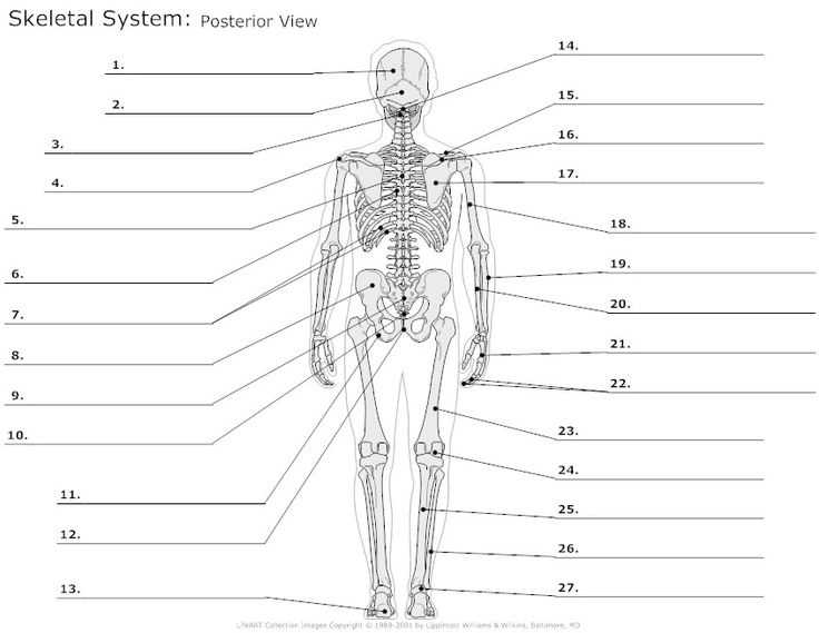 Muscular System Worksheet Also 21 Best I Heart Anatomy Images On Pinterest