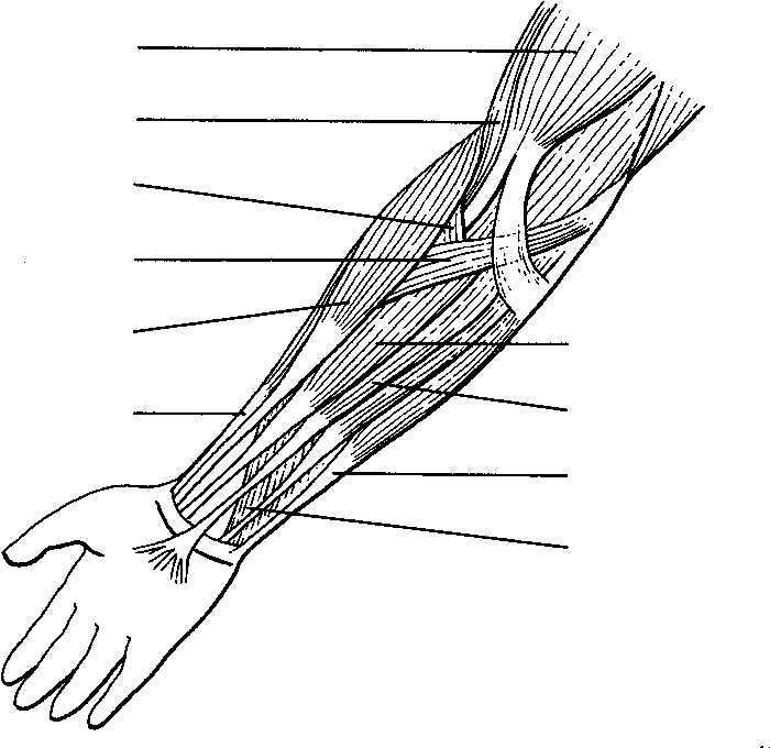 Muscular System Worksheet Also Label the Muscles Of the Arm