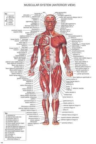 Muscular System Worksheet and Muscular System Medical Educational Poster 24×36 Scientific Body