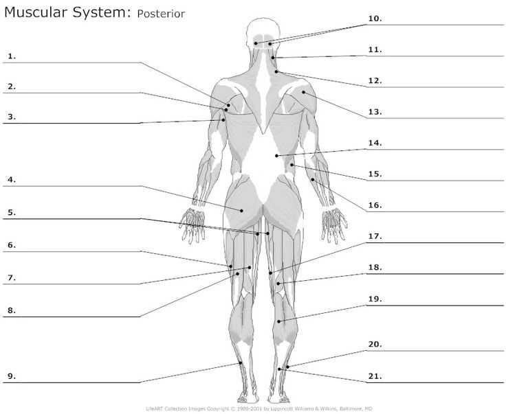 Muscular System Worksheet Answers Also 130 Best Anatomy the Muscles Images On Pinterest