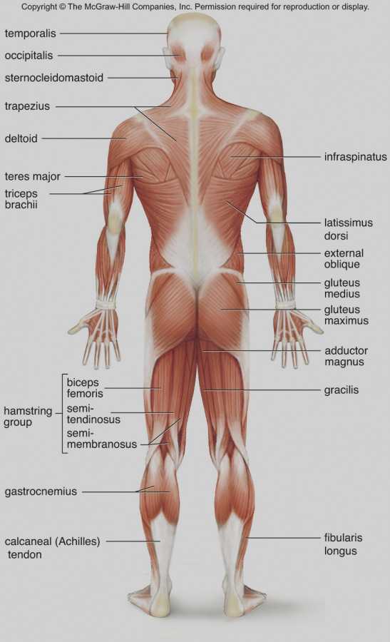Muscular System Worksheet Answers Also Großartig Muskelsystem Quiz Bilder Menschliche Anatomie Bilder