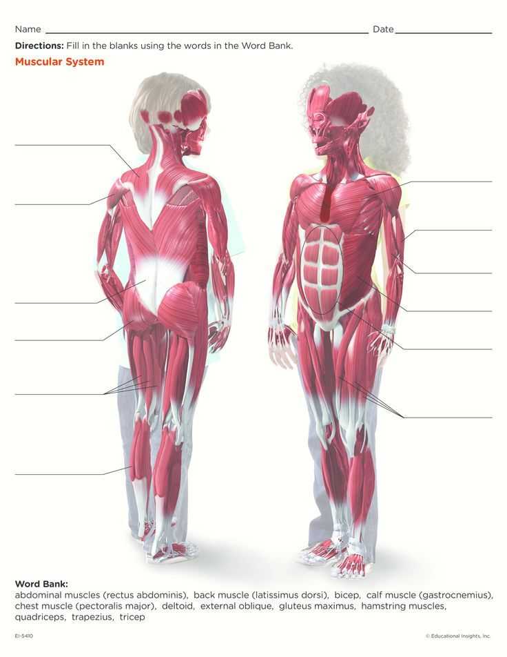 Muscular System Worksheet Answers Also Muscular System Printable for Kids Anatomy Labelled