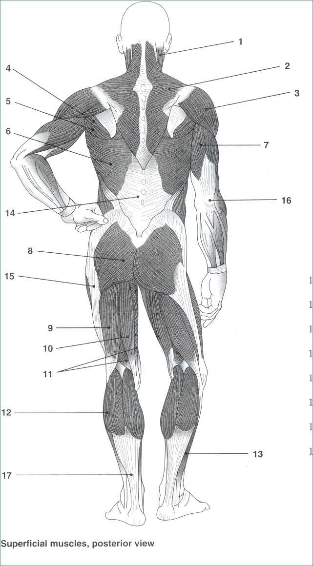 Muscular System Worksheet Answers as Well as Human Anatomy and Physiology Muscular System