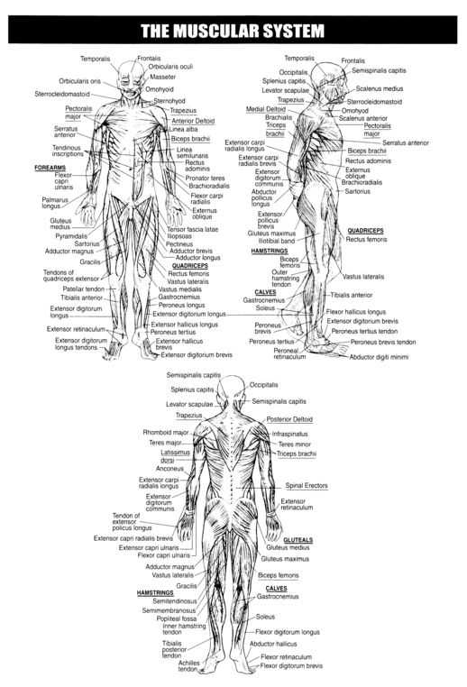 Muscular System Worksheet Answers together with 105 Best A&p Lab Study Material Images On Pinterest