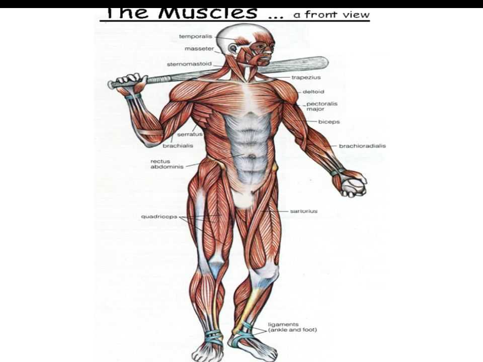 Muscular System Worksheet Answers together with Fein Wo ist Die Lage Rectus Abdominis In Den Körper Ideen