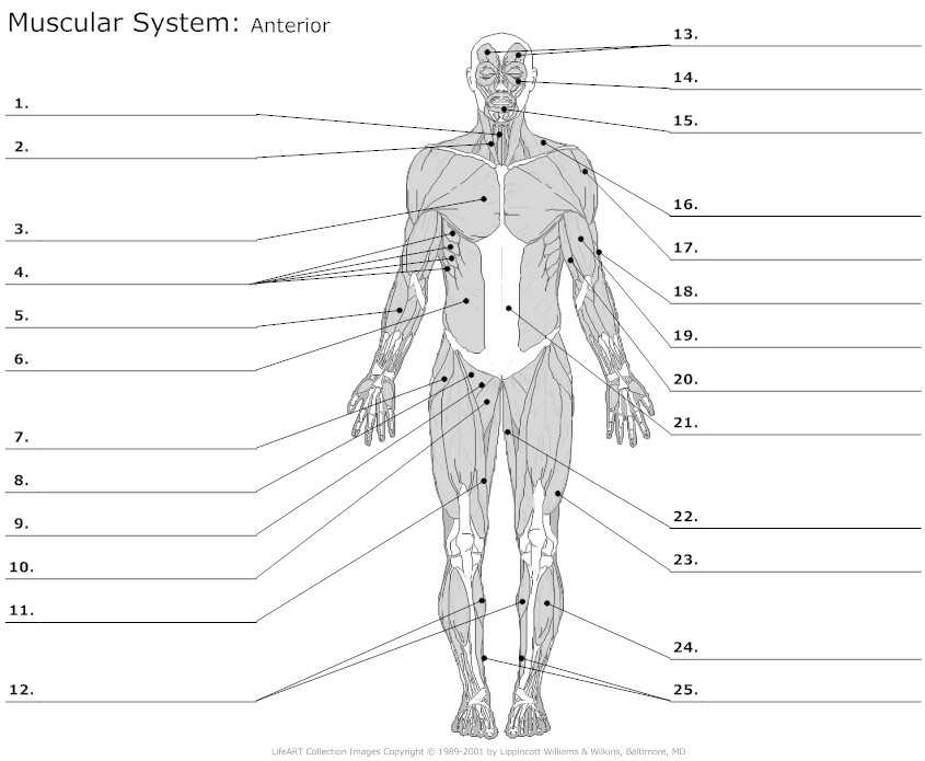 Muscular System Worksheet Answers together with Learn Anterior Muscles by Alysenbeasley6 Memorize