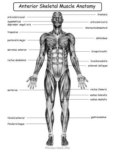 Muscular System Worksheet Answers together with Muscular System Diagrams Study Label Quiz & Color by