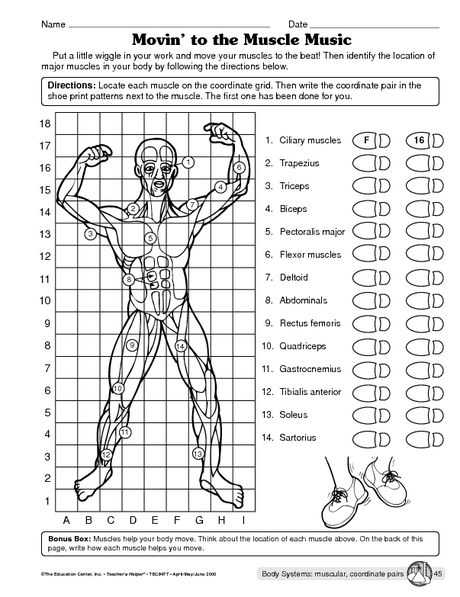 Muscular System Worksheet Answers with Free Teacher Websites for Worksheets Fresh Muscular System Worksheet