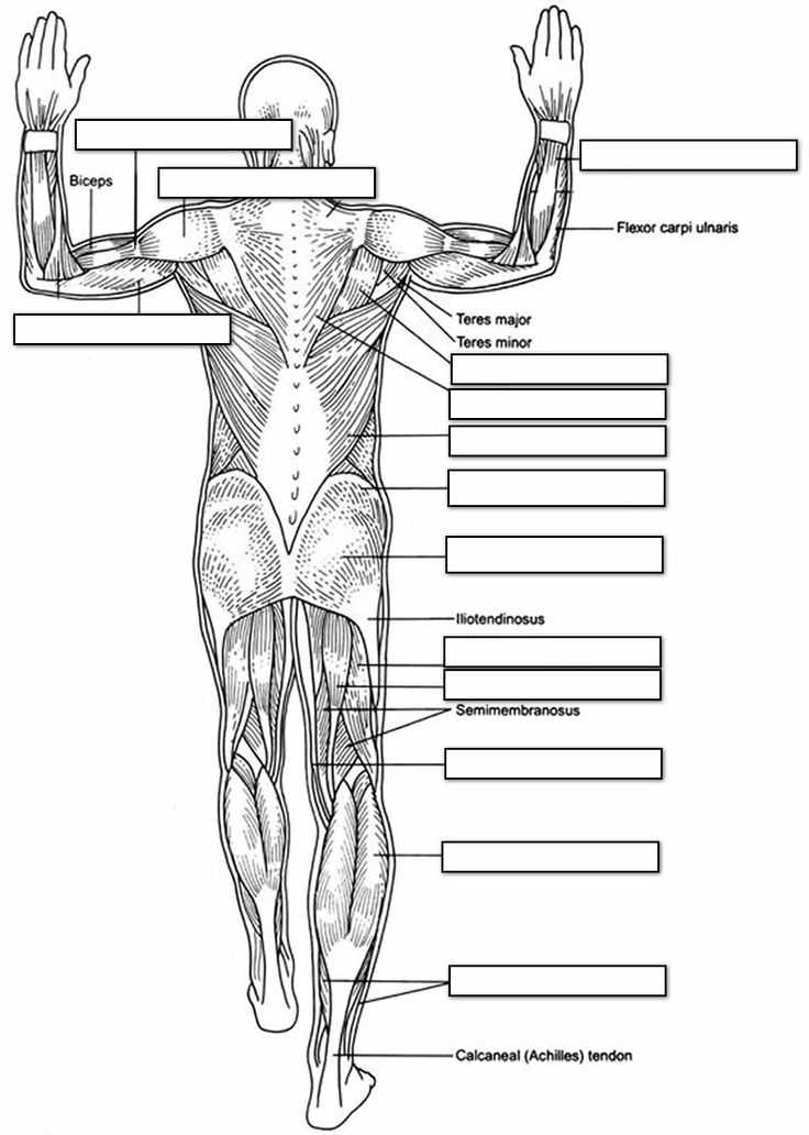 Muscular System Worksheet as Well as 130 Best Anatomy the Muscles Images On Pinterest
