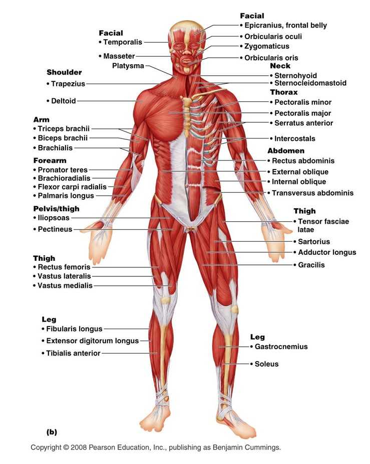 Muscular System Worksheet as Well as Blank Diagram the Muscles In the Human Body Elegant System