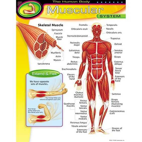 Muscular System Worksheet as Well as Chart Muscular System