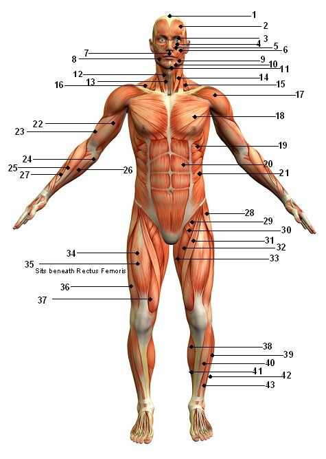 Muscular System Worksheet as Well as Only An Exercise Science Student Would Appreciate This Website