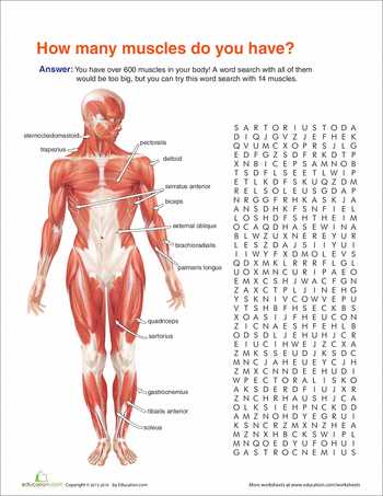 Muscular System Worksheet or Muscle Anatomy