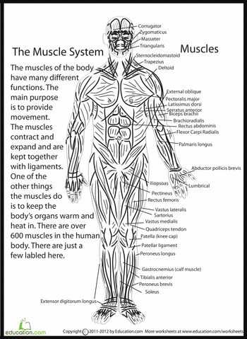 Muscular System Worksheet together with 146 Best Anatomy & Physiology Images On Pinterest