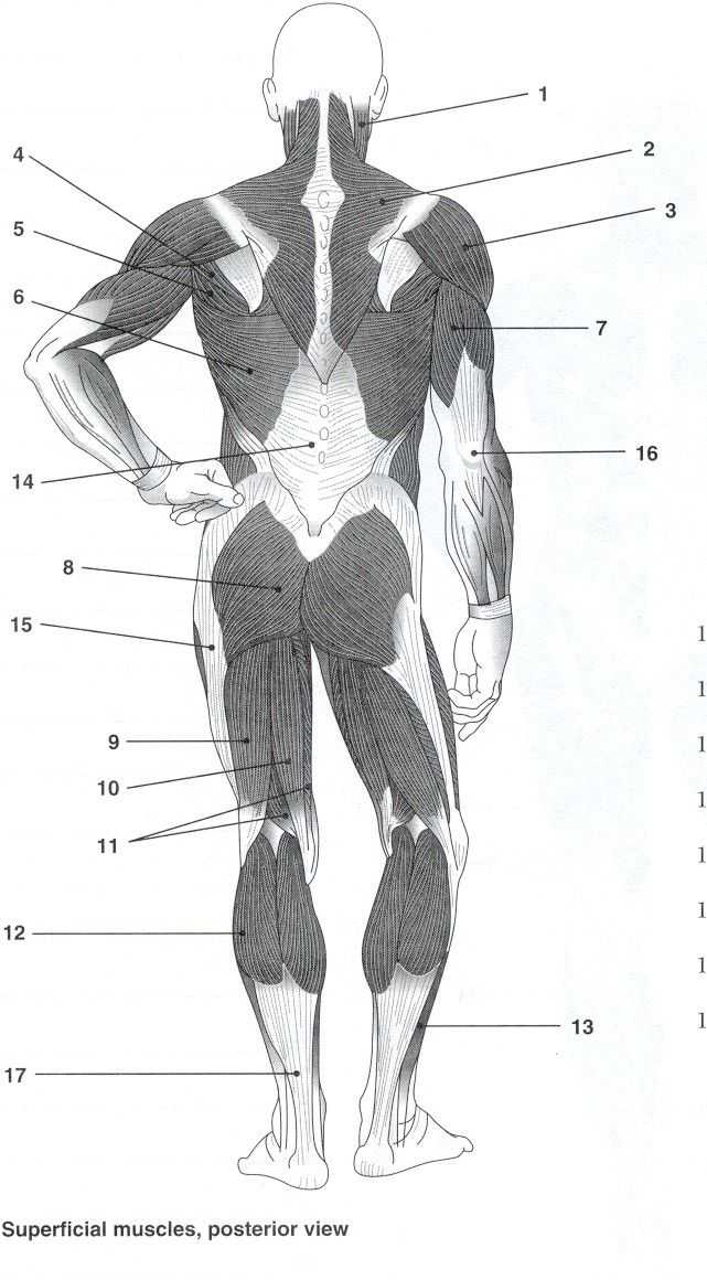 Muscular System Worksheet together with 223 Best A&p Images On Pinterest