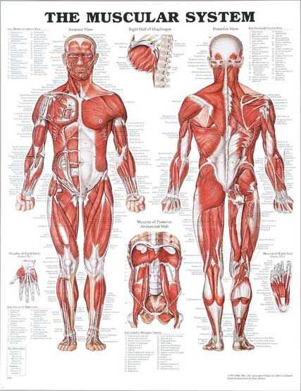 Muscular System Worksheet together with the Muscular System E to Pressure Point Massage therapy In