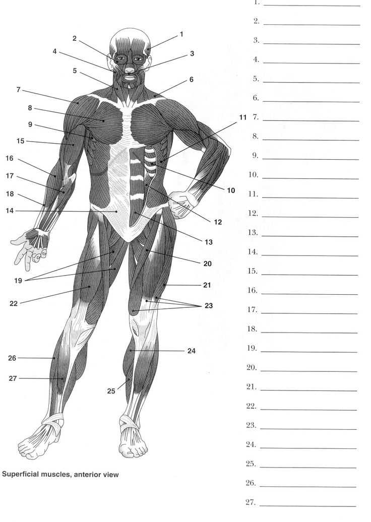Muscular System Worksheet with 89 Best Worksheets and Quizzes Images On Pinterest