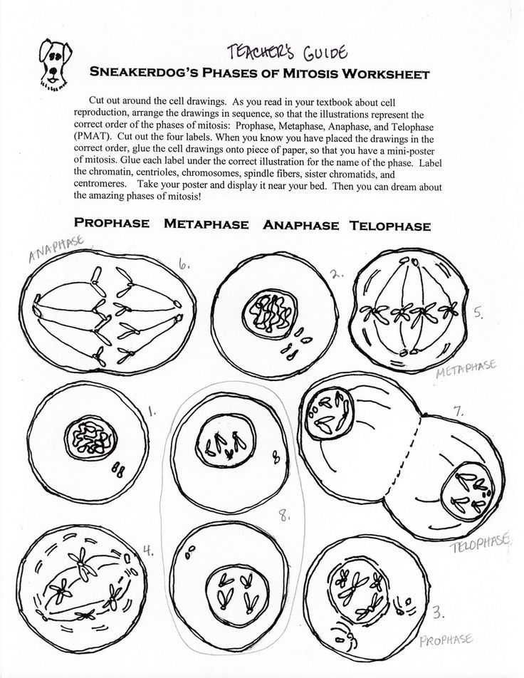 Onion Cell Mitosis Worksheet Key together with Free Invoice S for Microsoft Works Wallpapers 52 New Free Invoice
