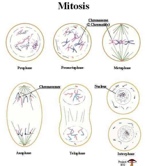 Onion Cell Mitosis Worksheet Key with 37 Best Mitosis Images On Pinterest