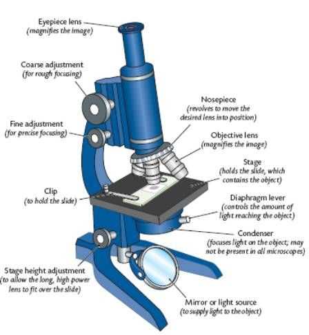 Optical Microscopes Worksheet Also 21 Best Pound Light Microscope Images On Pinterest