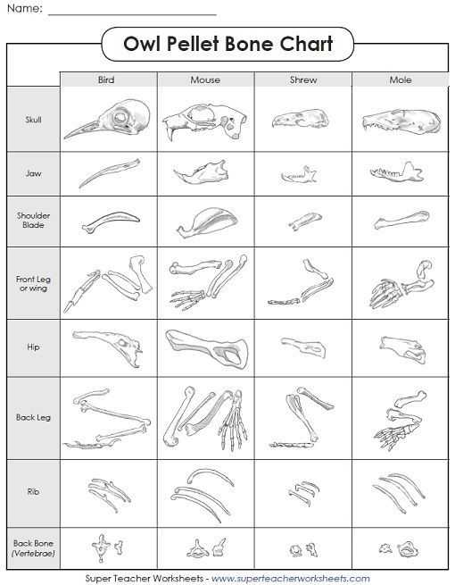 Owl Pellet Dissection Worksheet and Virtual Owl Pellet Dissection Science
